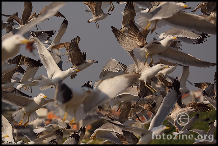 Galeb klaukavac (Larus cachinnans michahellis)		