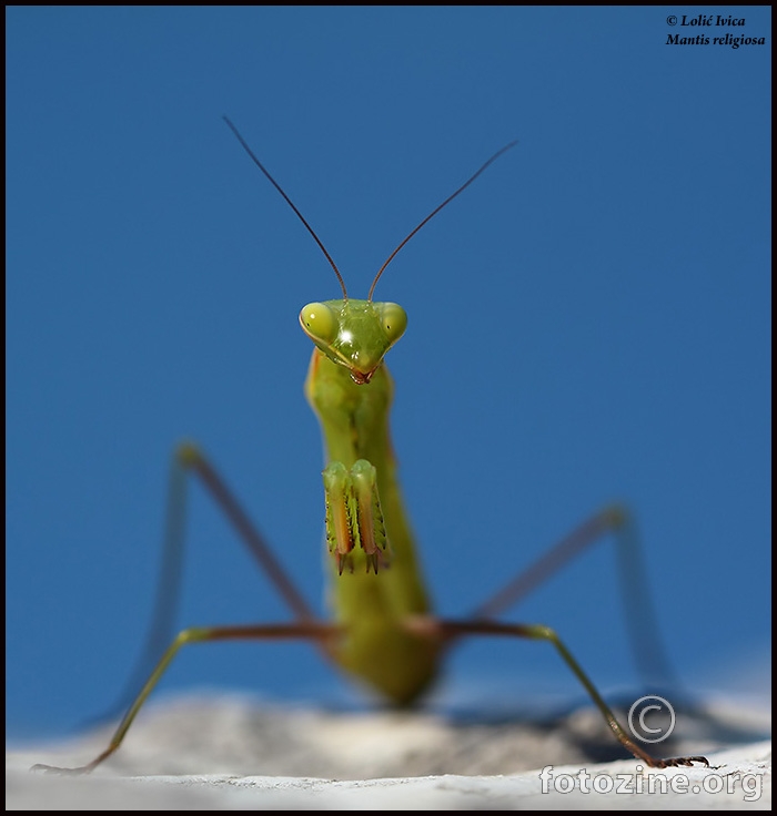 Bogomoljka (mantis religiosa)