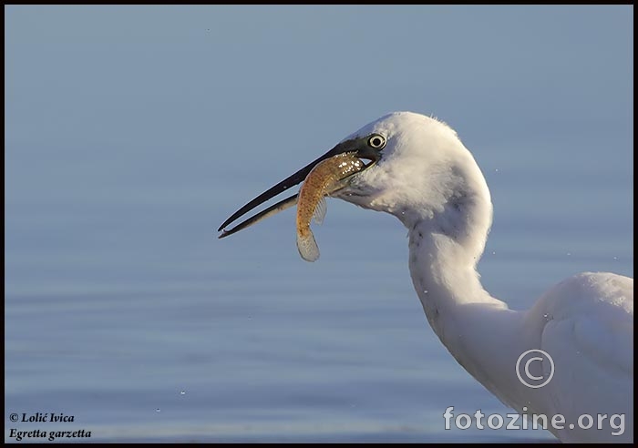 Mala bijela  čaplja (Egretta garzetta)