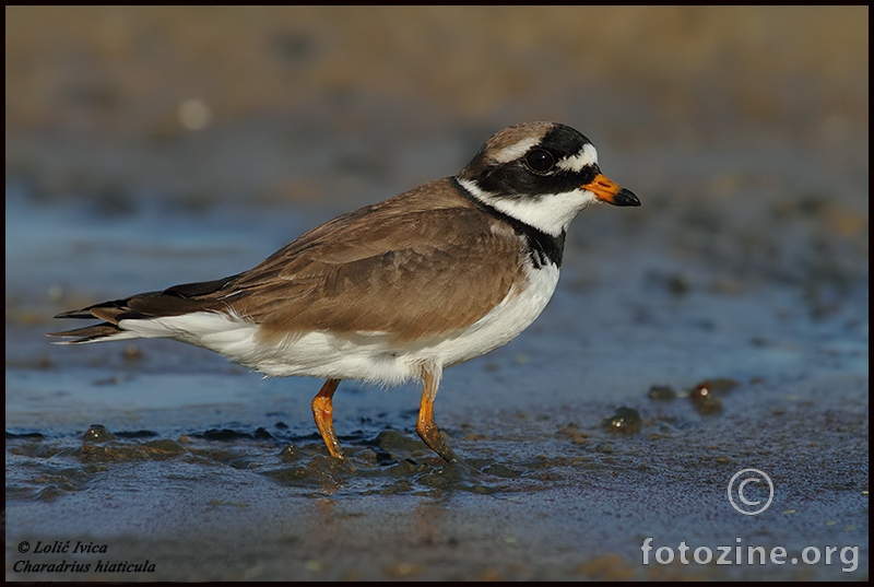 Kulik blataric (Charadrius hiaticula)