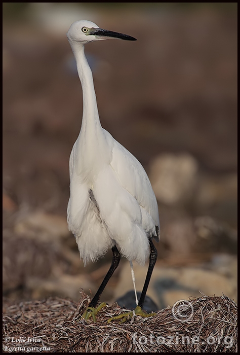 Mala bijela  čaplja (Egretta garzetta)