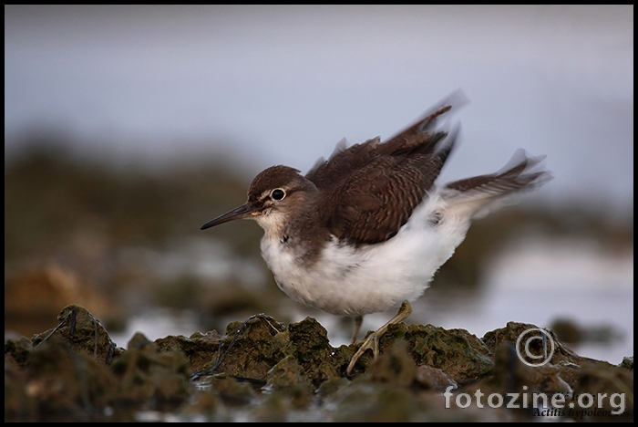 Mala prutka (Actitis hypoleucos)