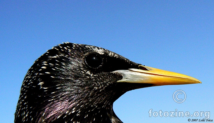 Čvorak (sturnus vulgaris)