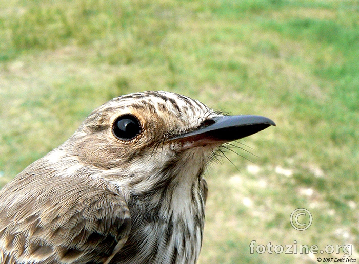 Muharica (muscicapa striata)