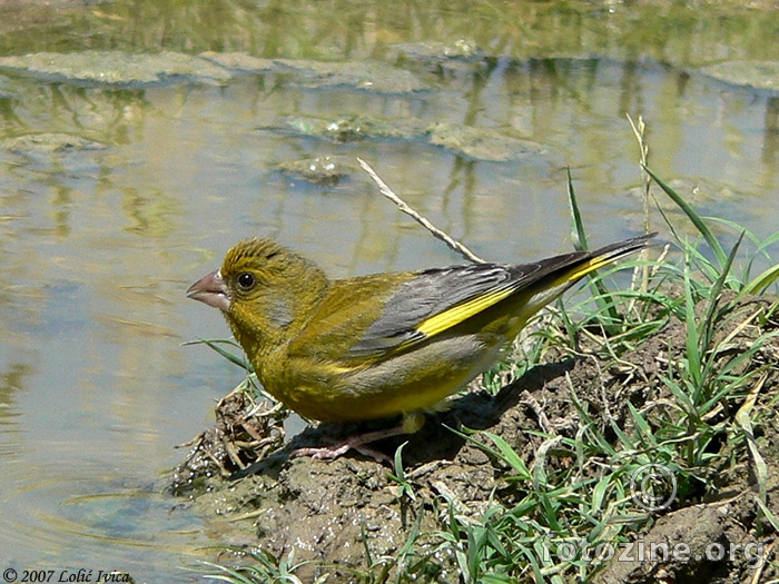 Zelendur(carduelis chloris)