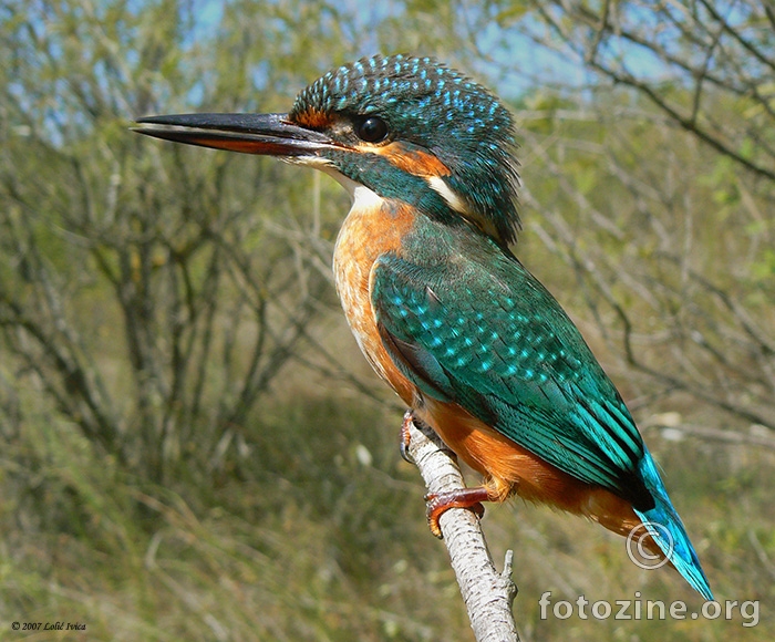 Vodomar (Alcedo atthis)