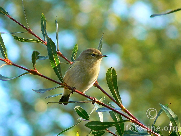 Zviždak(Phylloscopus collybita9 