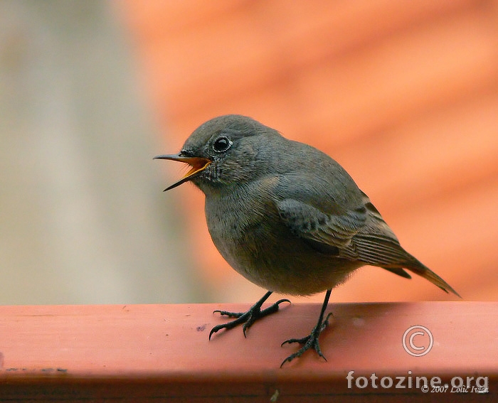 (Mrka crvenorepka(Phoenicurus ochruros )