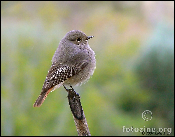 Mrka crvenrepka (phoenicurus ochruros)