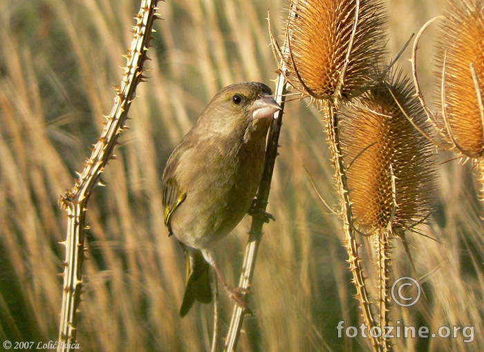 Zelendur(carduelis chloris)