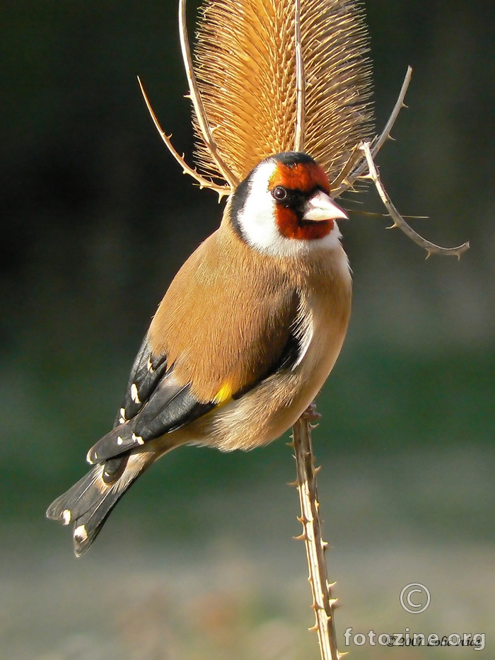 Češljugar(Carduelis carduelis) 