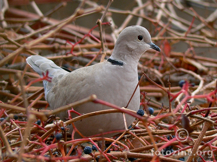 Gugutka(streptopelia decaocto) 