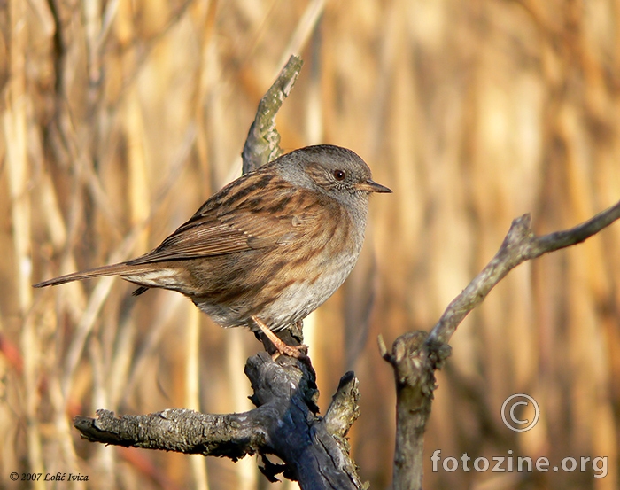 Sivi popič (prunella modularis)