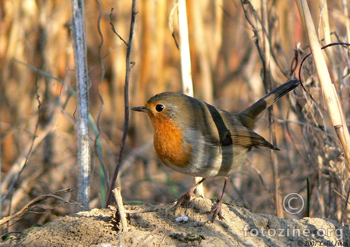 Crvendač(Erithacus rubecula)