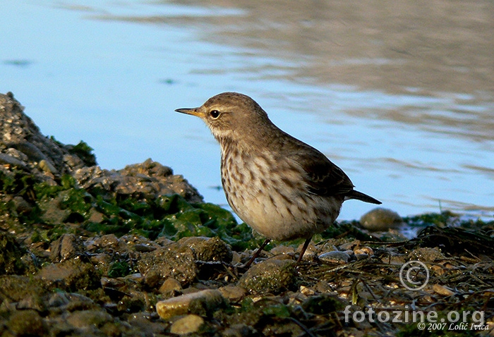 Planinska trepteljka (Anthus spinoletta)