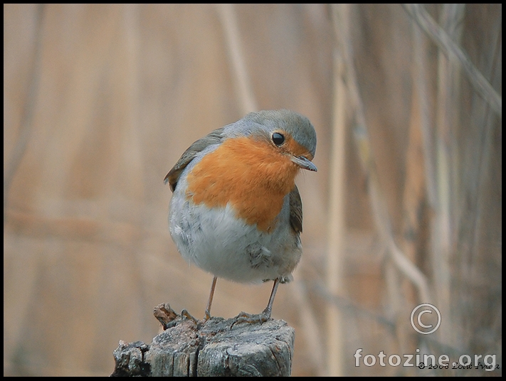 Crvendać (erithacus rubecula)