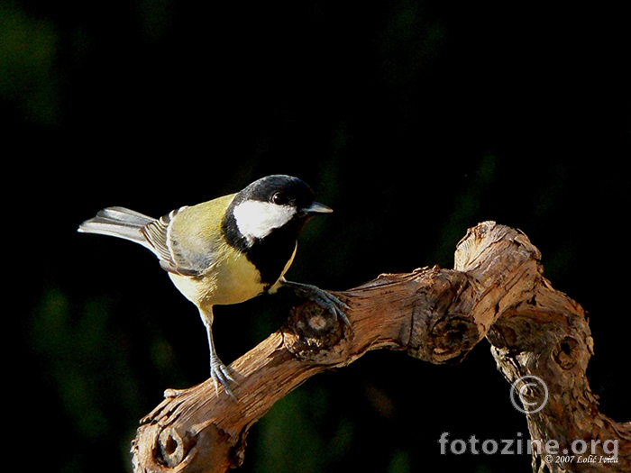 Sjenica velika (parus major)