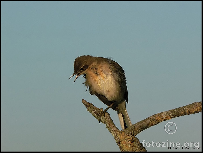 Pastirica žuta (motacilla flava)