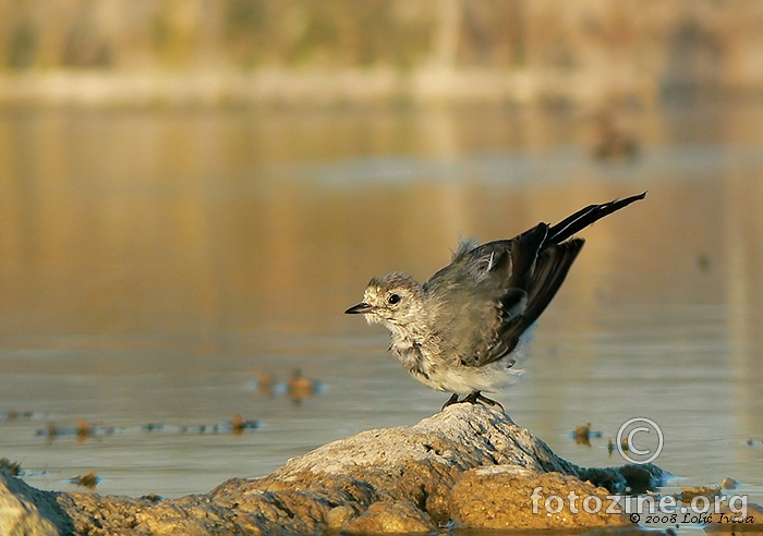 Bijela pastirica(motacilla allba)