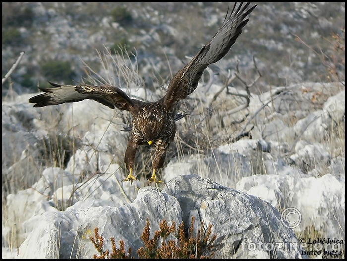 Škanjac (Buteo buteo)