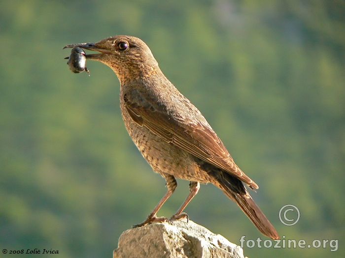 Modrokos (monticola solitarius)