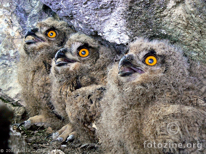 Sove ušare u gnijezdu (bubo bubo)