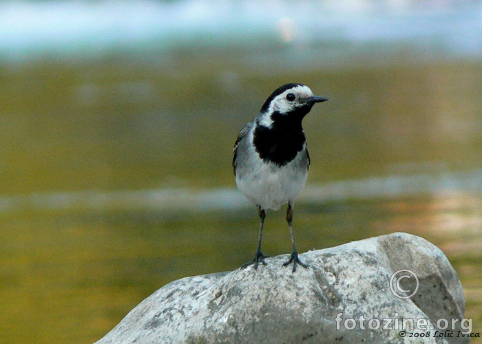 Pastirica bijela (motacilla alba) odrasla