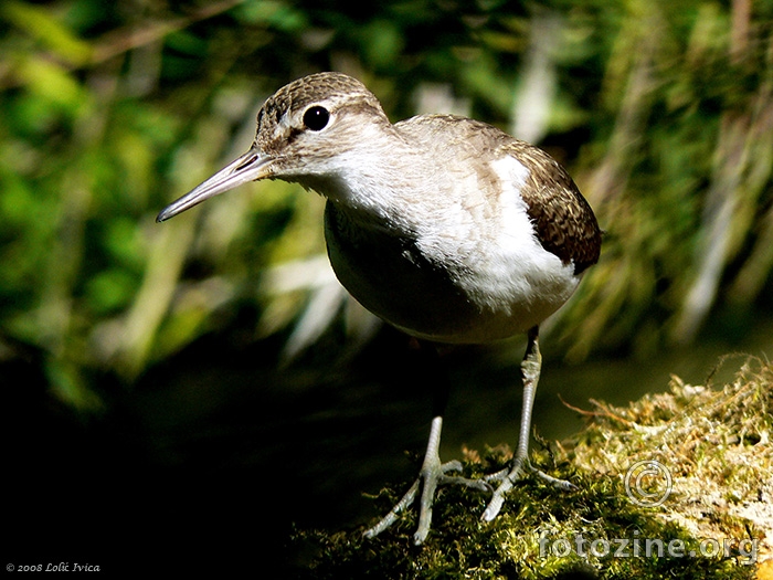 Mala prutka (actitis hypoleucos)