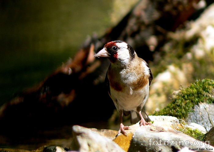 Češljugar (carduelis carduelis)