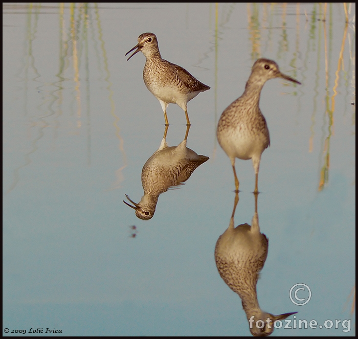 Prutka migavica (tringa glareola)