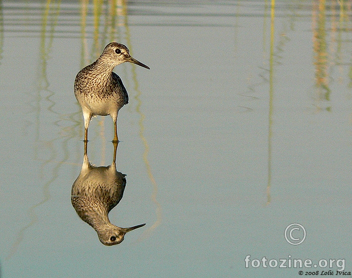 Prutka migavica (tringa glaeora)