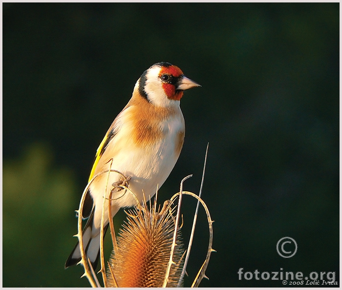 Češljugar (carduelis carduelis)