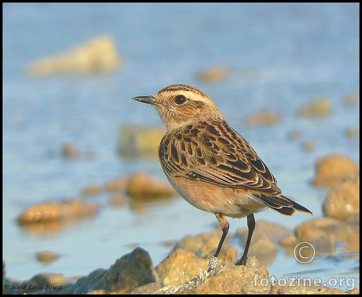 Smeđoglavi batić (Saxicila rubetra)