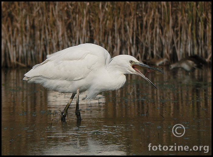 Mala bijela ćaplja (egretta garzetta)