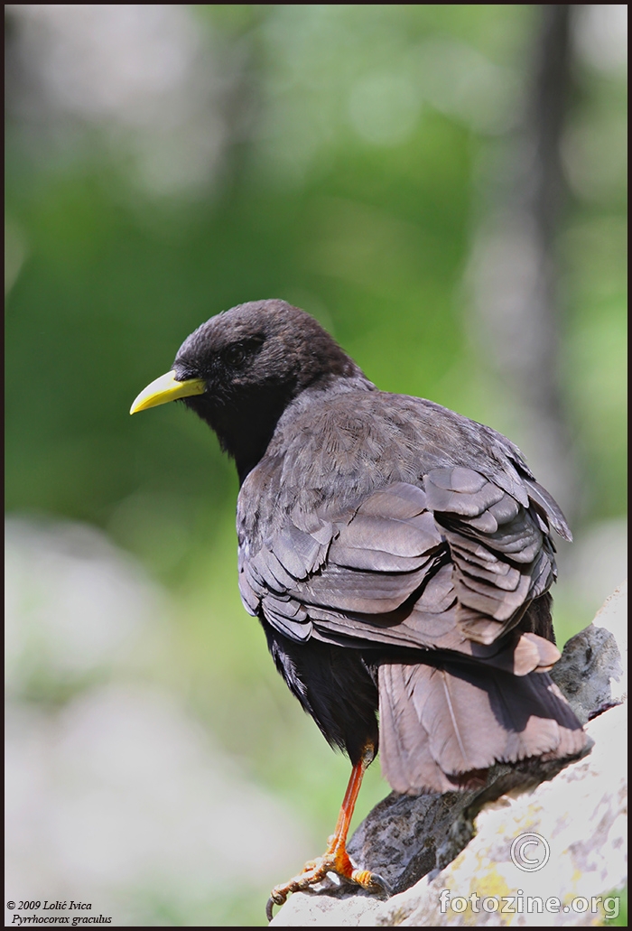 Galica ( Pyrrhocorax graculus)