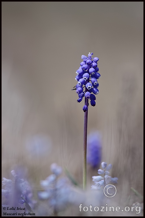 Razgranata preslicica (Muscari neglectum) 