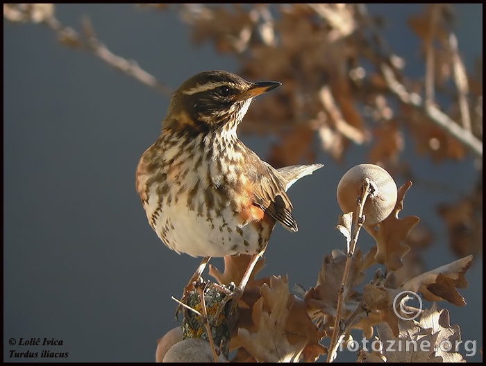  Mali drozd  (turdus iliacus)