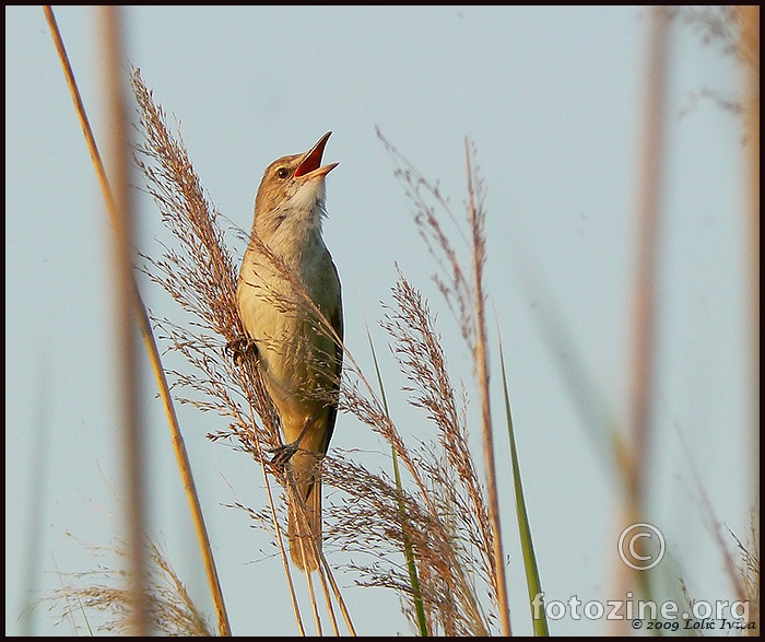 Veliki trstenjak (acrocephalus arundinaceus)