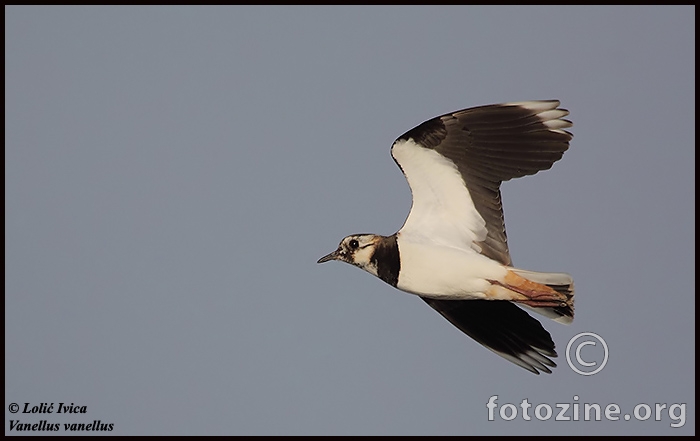 Vivak (Vanellus vanellus)