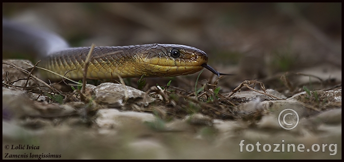 Bjelica (Zamenis longissimus)