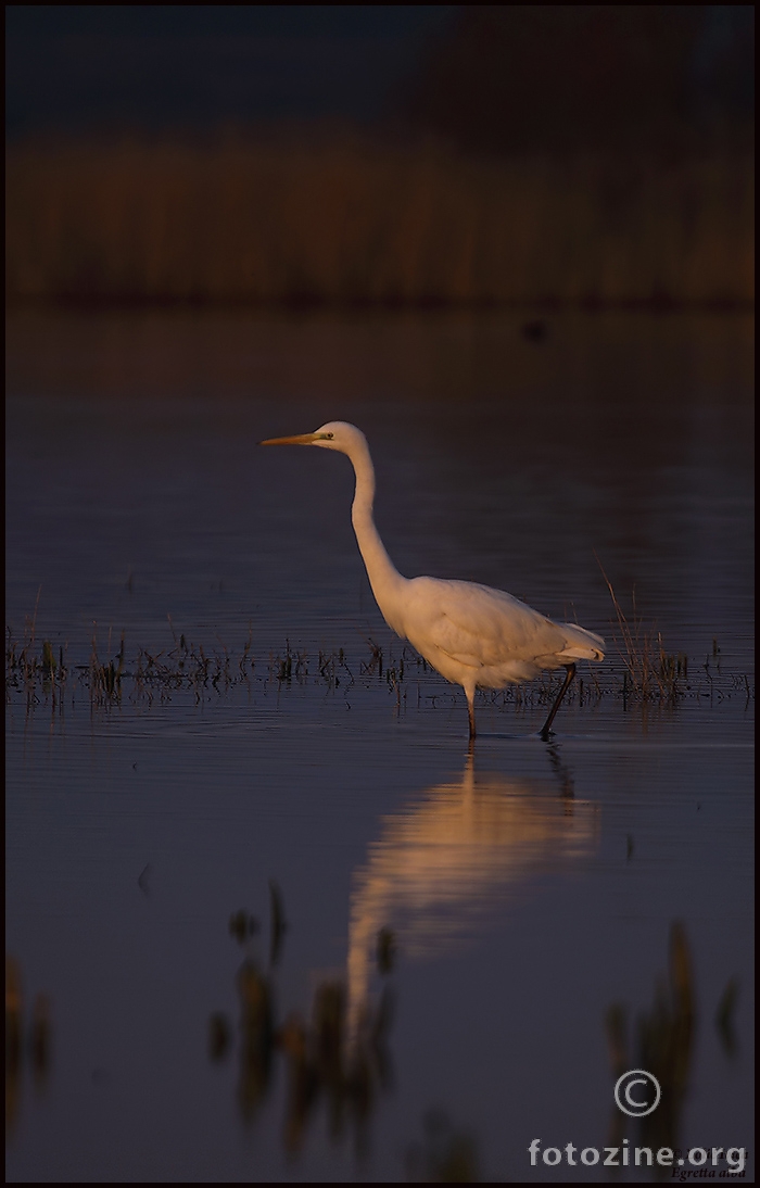 Velika bijela čaplja (Egretta alba)