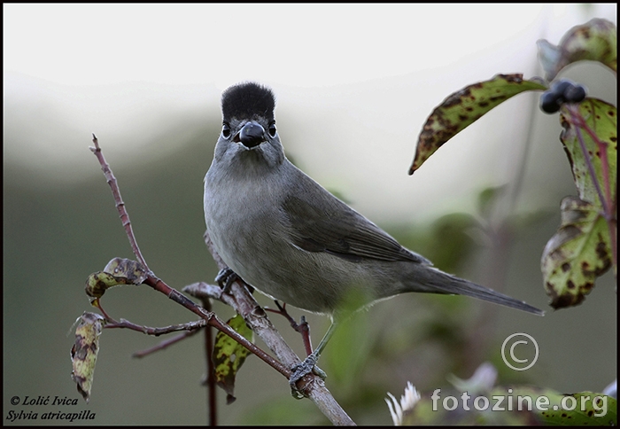 Crnokapa grmuša ( Sylvia atricapilla)