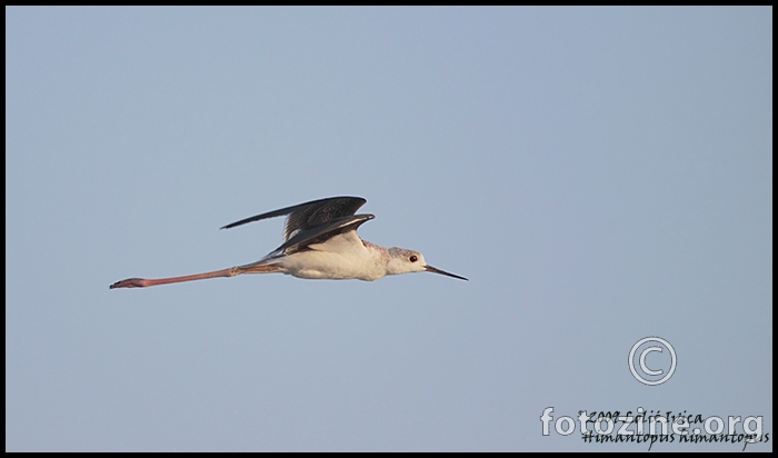 Vlastelica (himantopus himantopus)