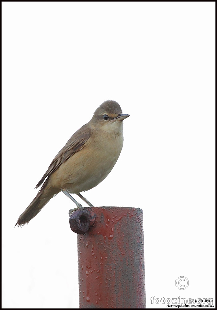 Veliki trstenjak (Acrocephalus arundinaceus)