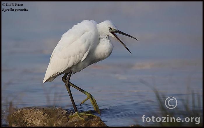 Mala bijela  čaplja (Egretta garzetta)