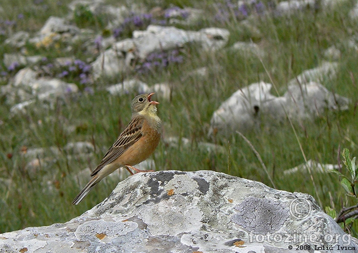 Vrtna strnadica (emberiza hortulana)