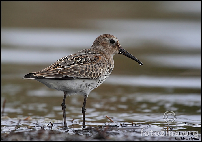 Žalar cirikavac-calidris alpina