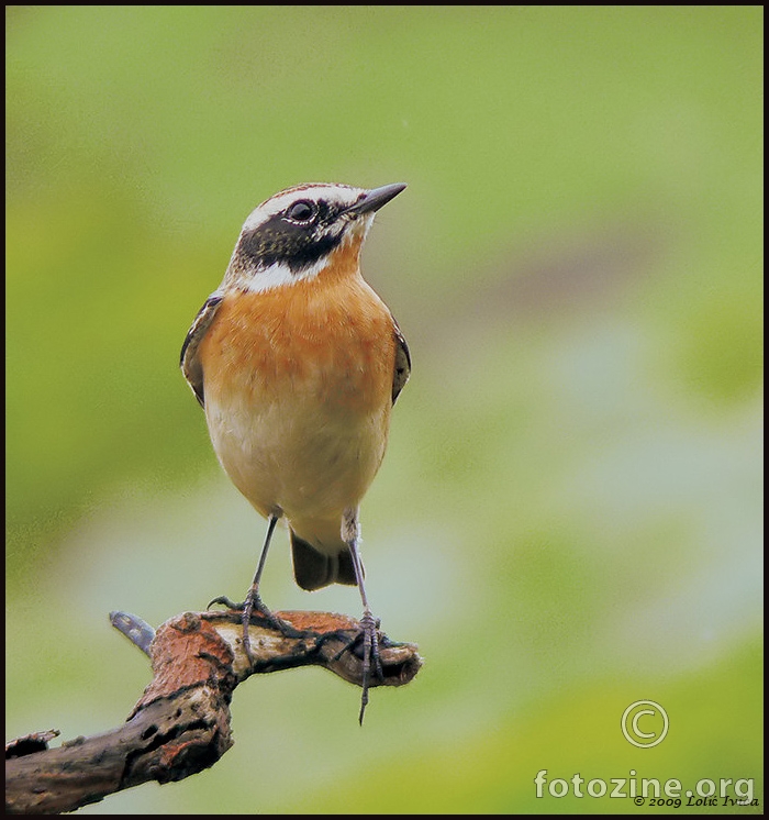 Smeđoglavi batić (saxicola rubetra)