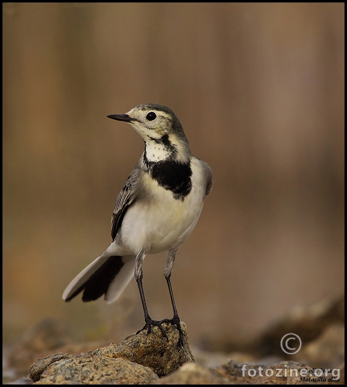 Bijela pastirica(motacilla alba)