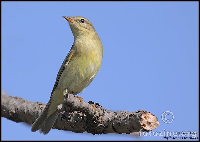 Brezov zviždak (Phylloscopus trochilus)